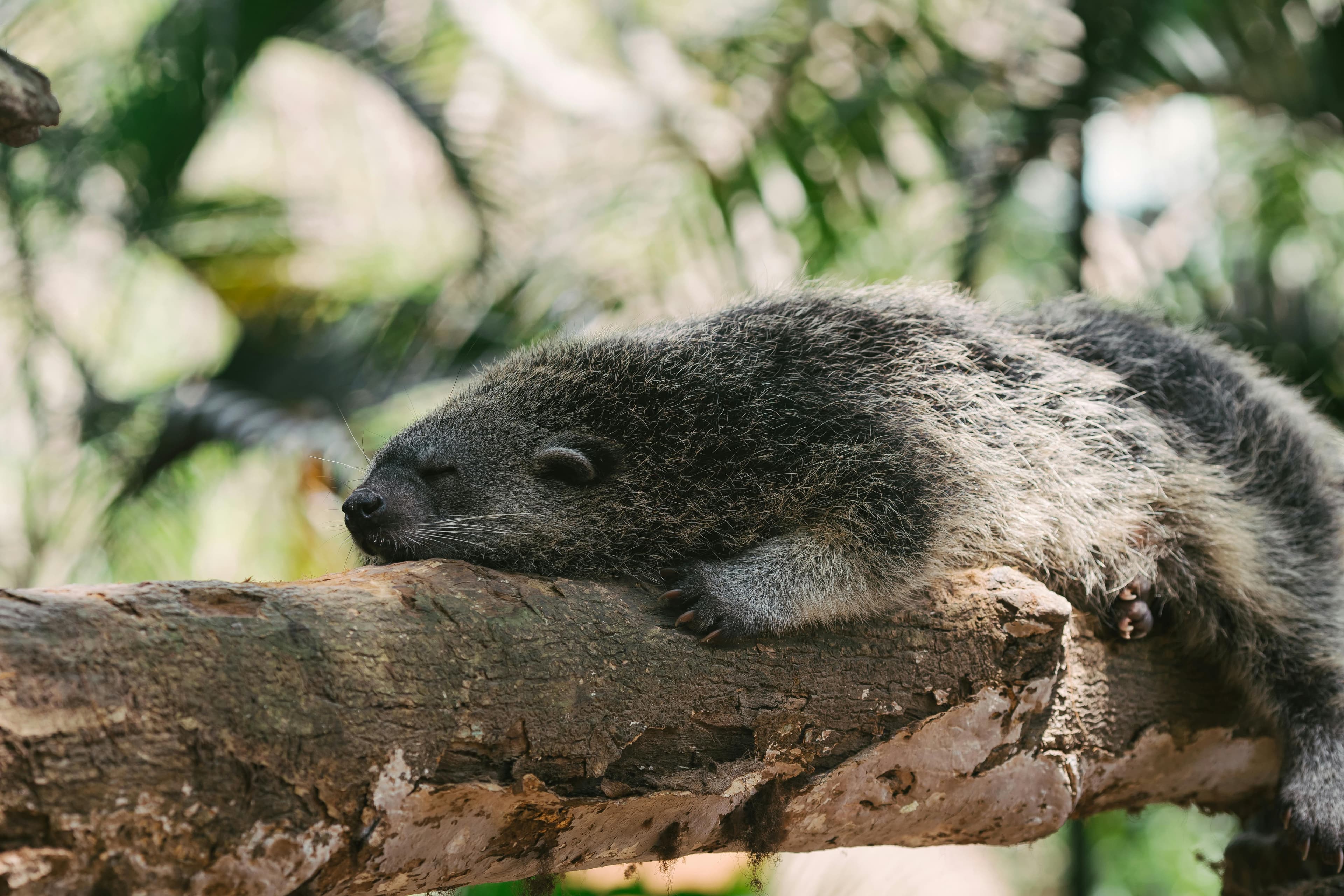 Picture of Binturong