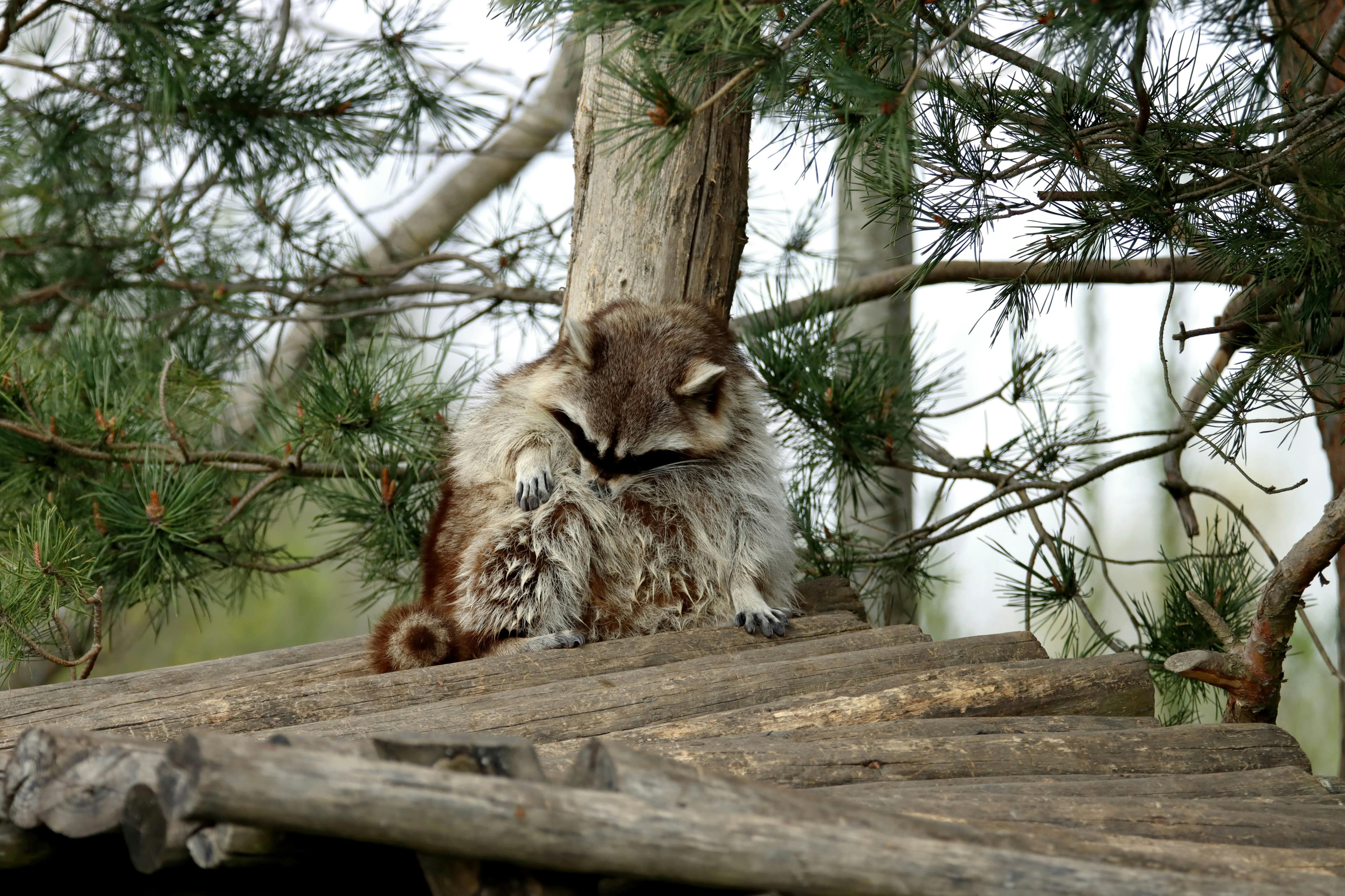 Raccoon image 1